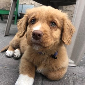 Meet your Posher, Brook